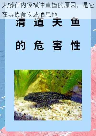 大蟒在内径横冲直撞的原因,是它在寻找食物或栖息地